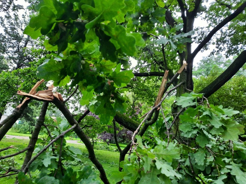 Burza w Łodzi. Silny wiatr oderwał konary dębu Fabrykant w parku Klepacza. Słynny dąb jest mocno uszkodzony ZDJĘCIA