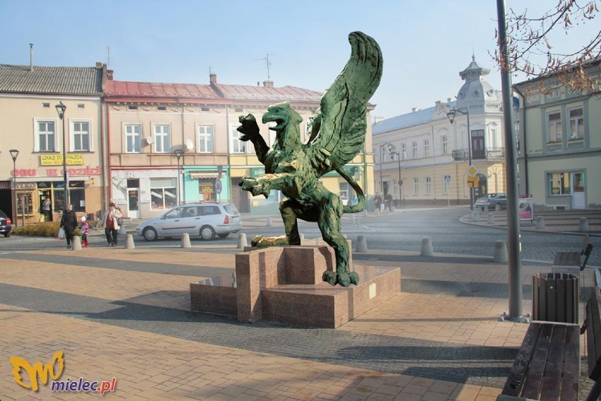 Wybór Gryfa na rynek w Mielcu