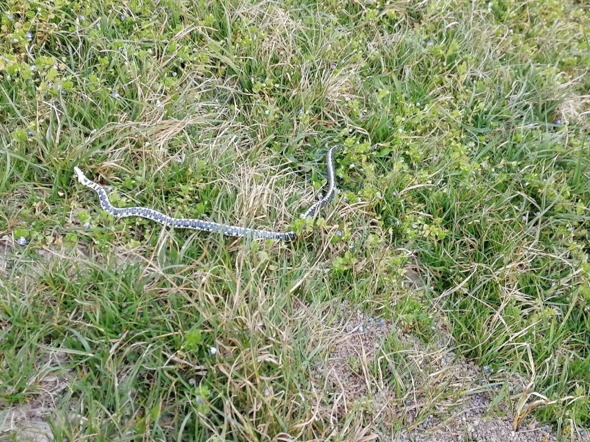 Zdjęcia nadesłane przez Pana Marcina, dziękujemy!