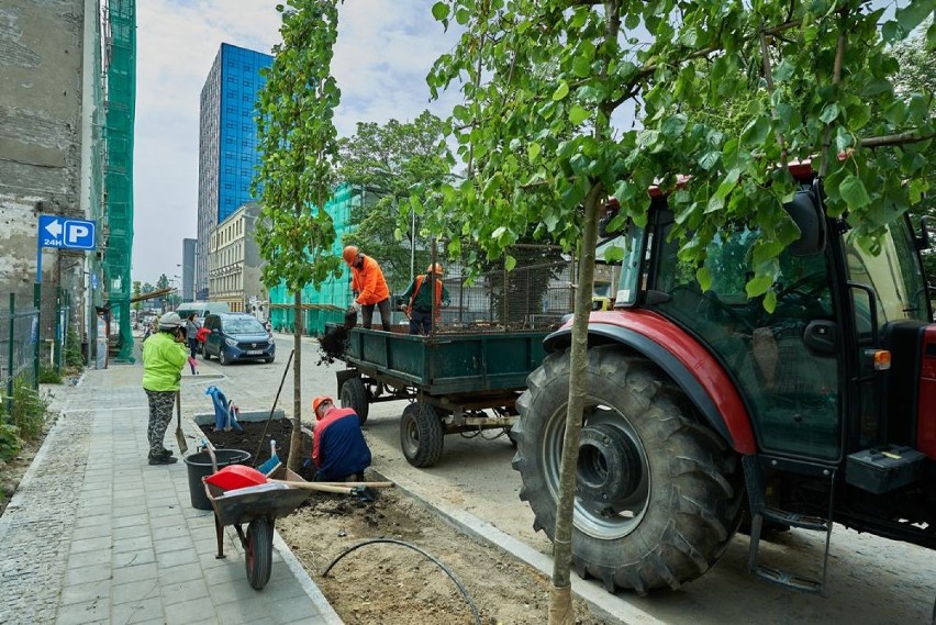Nowa zieleń na łódzkich ulicach. Ruszyły nasadzenia. Pojawi się 1.5 tysiąca nowych drzew i ponad 3 tysiące krzewów 