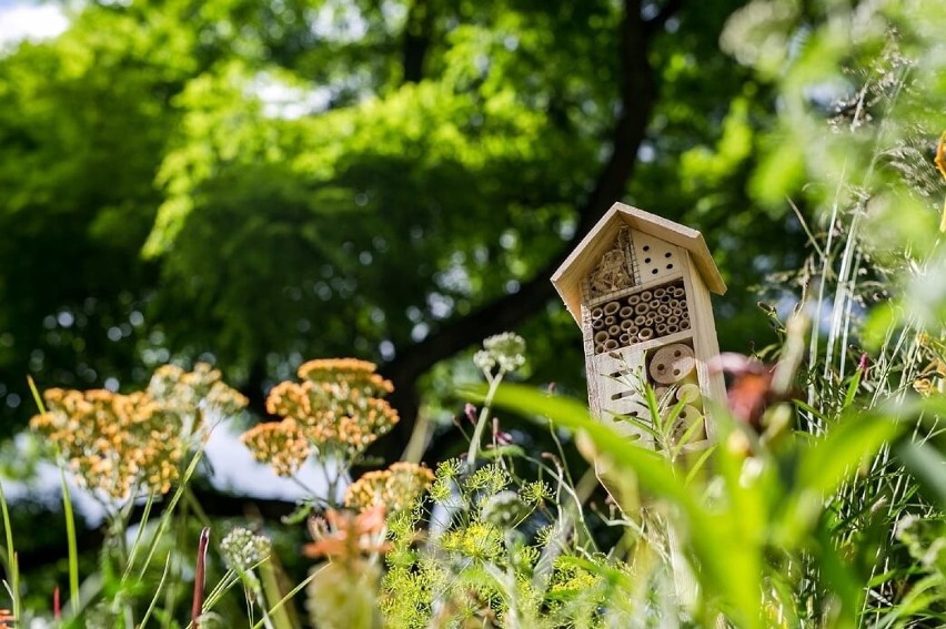Gdańsk: Na Skwerze Gyddanyzc pojawiły się roślinne aranżacje. Są nawet domki dla owadów! Ale tu pięknie [ZDJĘCIA]