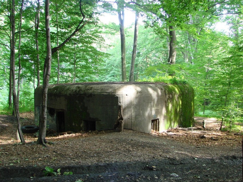 stary bunkier w środku lasu