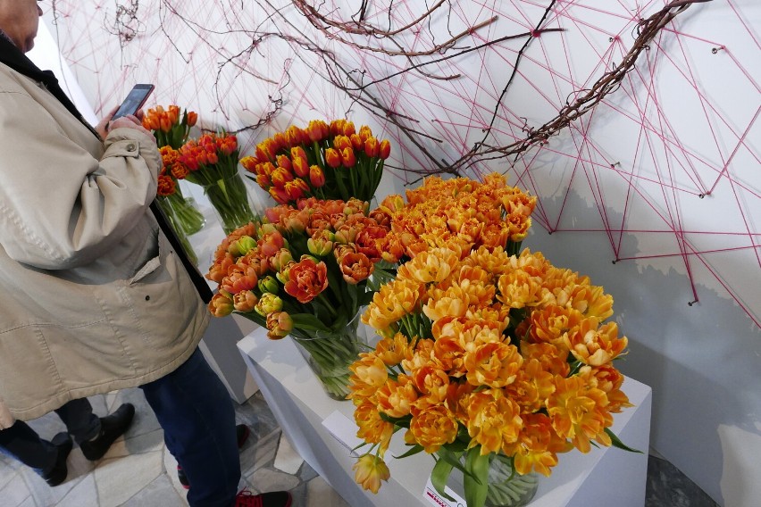 Wystawa tulipanów w Warszawie. Najpiękniejsze tulipany z całej Polski można podziwiać w Muzeum Pałacu Króla Jana III w Wilanowie