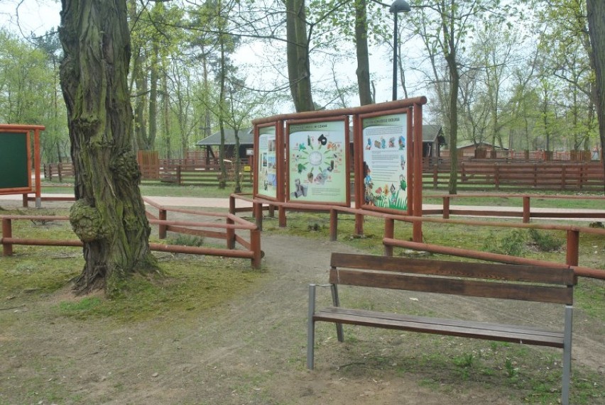Park 1000-lecia w Lesznie - nowe drzewa i ścieżki, ale prace jeszcze się nie skończyły [FOTO] 