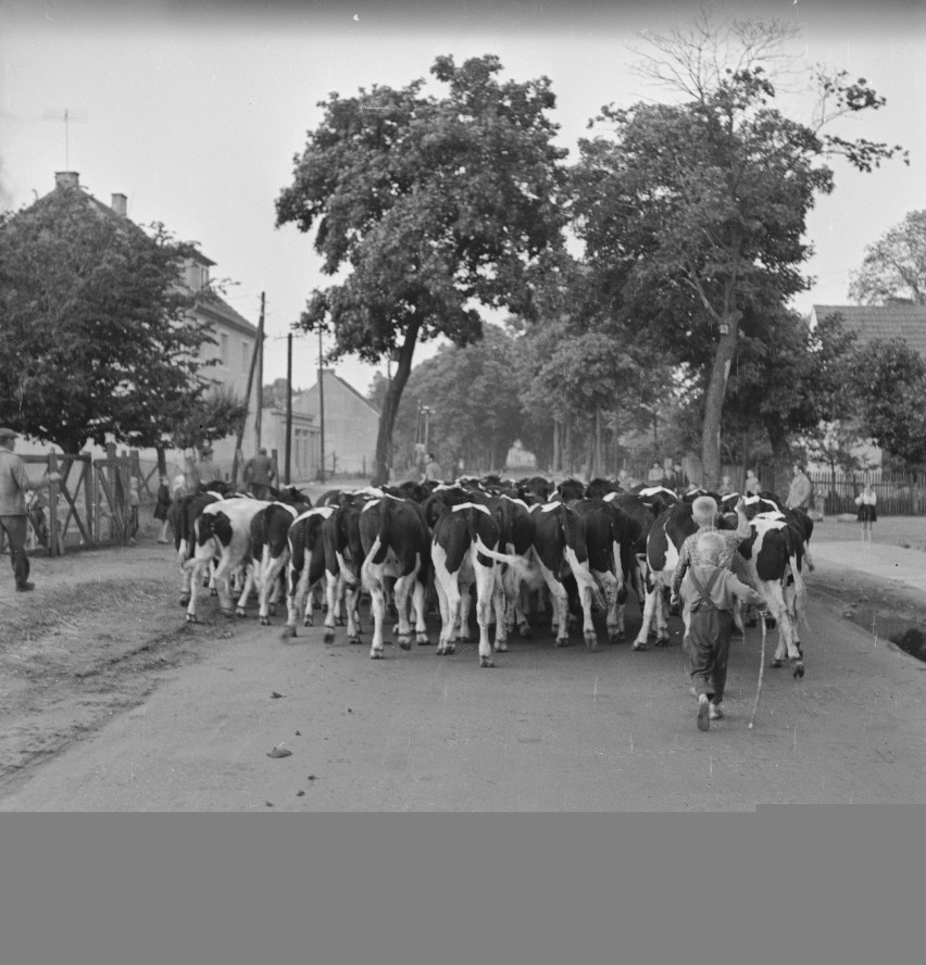 Stado krów na drodze we wsi. Widoczni dwaj chłopcy...
