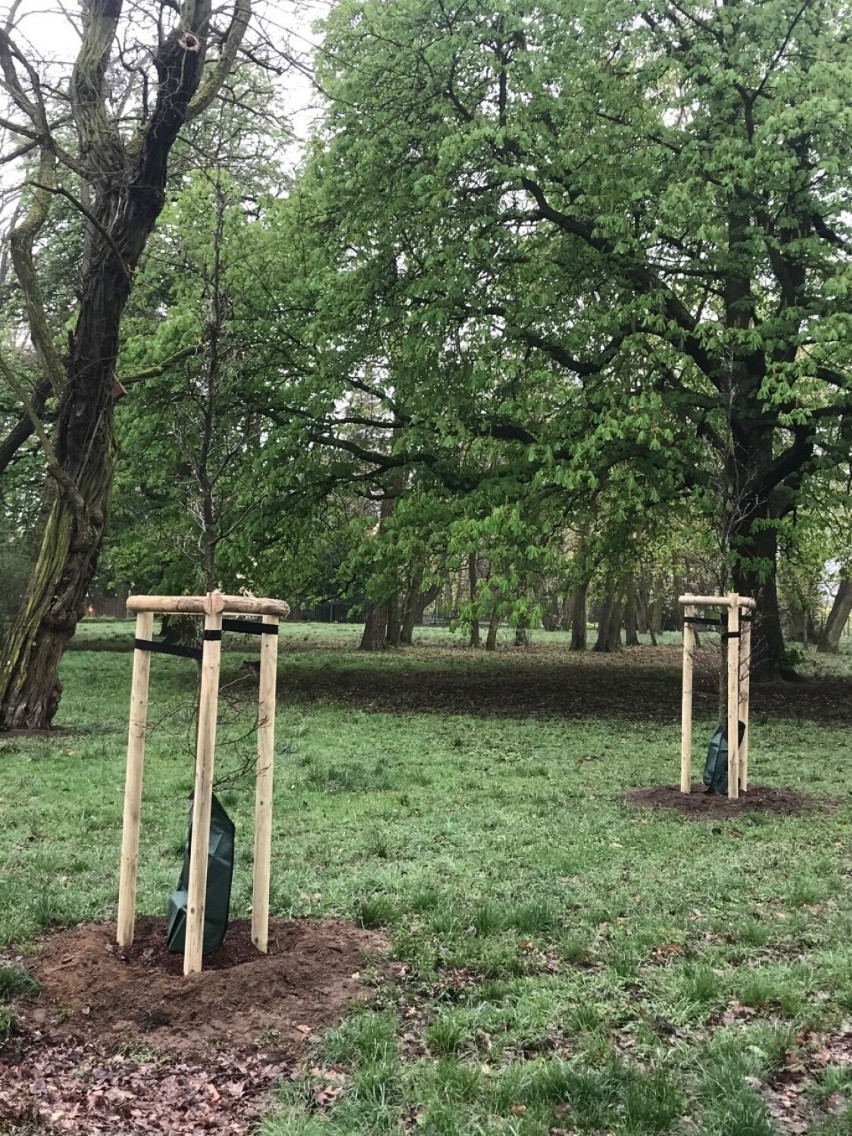 Akcja sadzenia drzew potrwa w Szczecinie do końca maja.