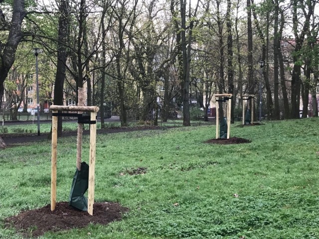 Akcja sadzenia drzew potrwa w Szczecinie do końca maja.