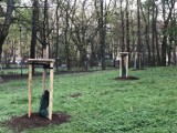Prawie tysiąc nowych drzewek zostanie posadzonych w Szczecinie