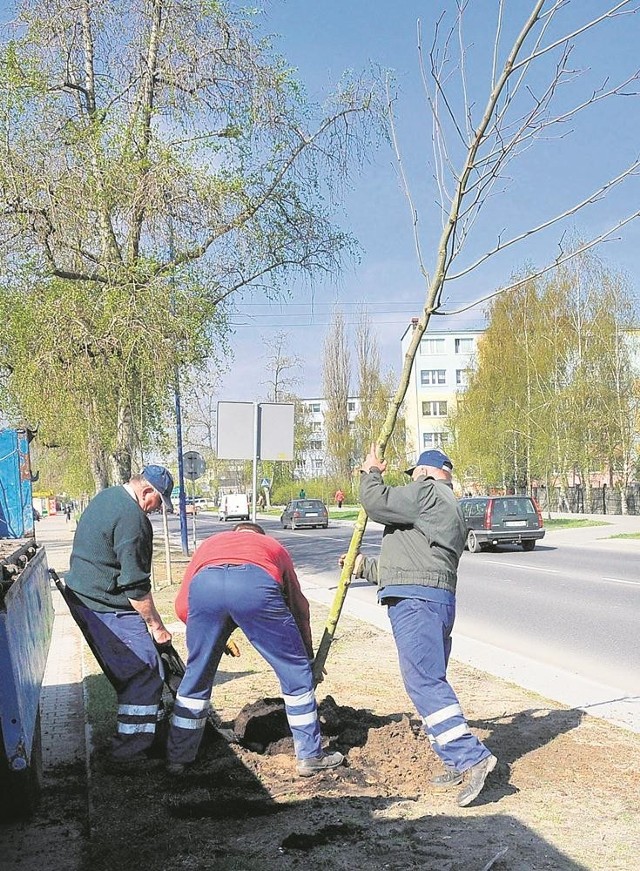 Ostatni platan już w dołku - oby się tylko przyjął