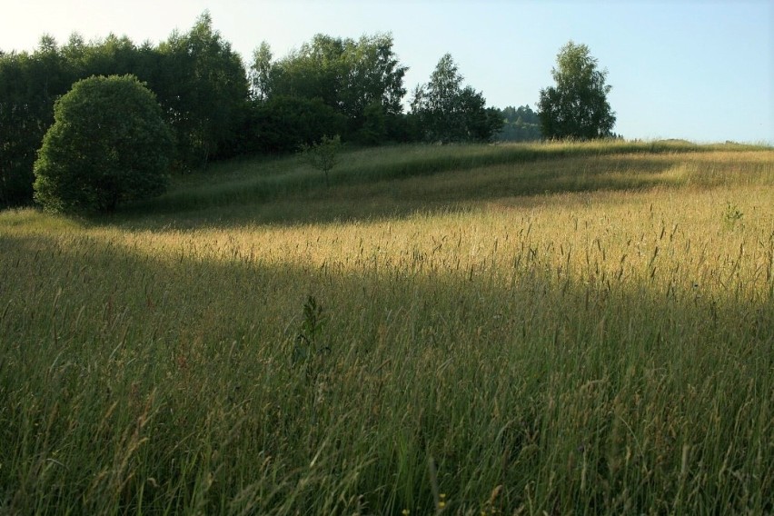 Górska łąka w Leśnictwie Szczawnik