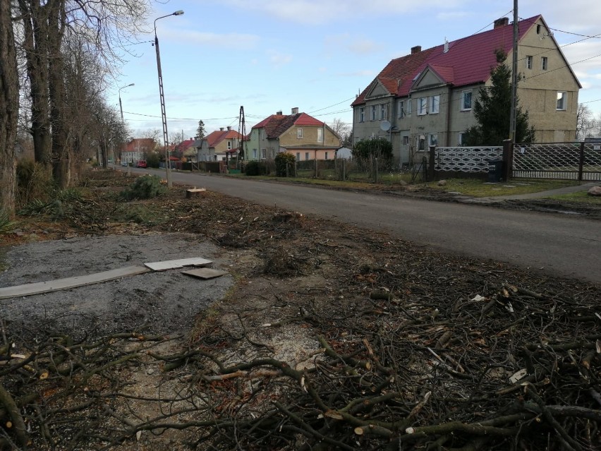 Usuwają chore drzewa w Goświnowicach. Powiat wycina prawie 200 kasztanowców.