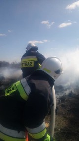 Duży pożar trzciny i krzewów w miejscowości Lasek i palące się nieużytki w Małkowie[FOTO]