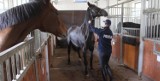Dzięki desperacji policjanta, los koni na służbie odmienił się - już nie trafiają do rzeźnika
