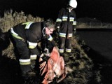 Michorzewko: Strażacy uratowali psa [ZDJĘCIA, WIDEO]