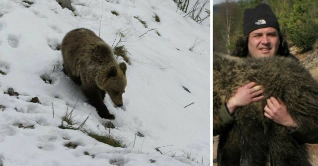 - To, że niedźwiedzie pojawiają się na styku parku narodowego i miasta nie jest nadzwyczajne. To, że nocami przechodzą przez tereny zurbanizowane również nie dziwi. Ale zastanawiające jest dlaczego niedźwiedź pojawia się w środku miasta w biały dzień – tak Filip Zięba z Tatrzańskiego Parku Narodowego komentuje to co stało się w ostatnią niedzielę w Liptowskim Mikulaszu na Słowacji.