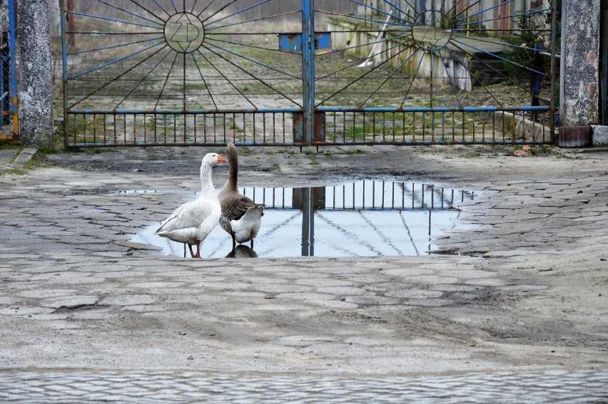 Sławno - ulica Polanowska