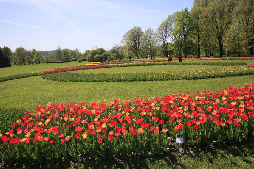 Tulipany w ogrodzie botanicznym w Łodzi