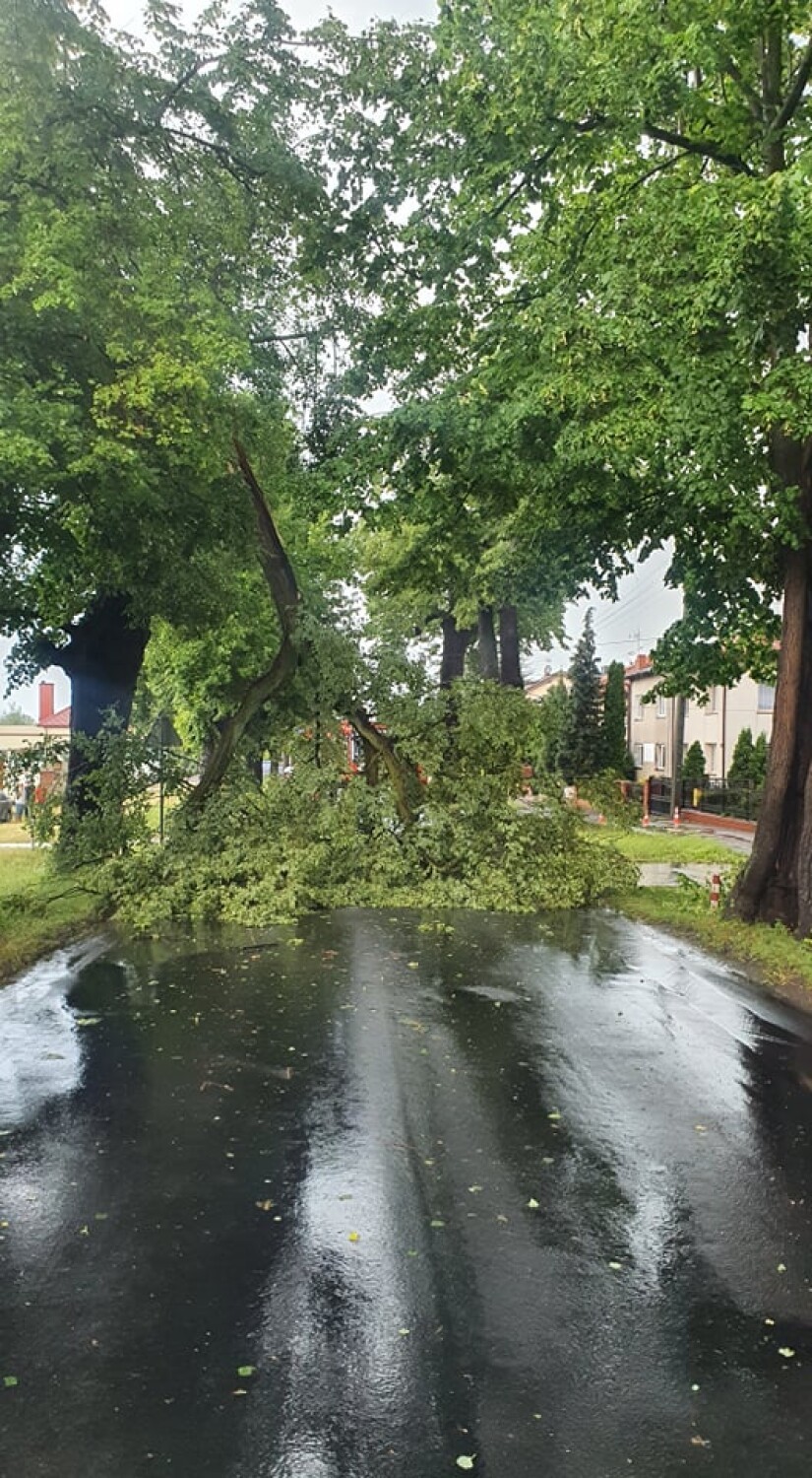 Burza w Wolborzu: połamane drzewa i konary w mieście i na...