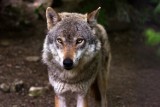 Gmina Przemyśl ostrzega mieszkańców przed wilkami i apeluje o ostrożność