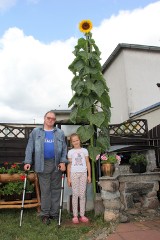 Słonecznik gigant wyrósł w ogrodzie Kazimierza Piechowiaka z Sierakowa - sama łodyga ma... 3,5 metra wysokości