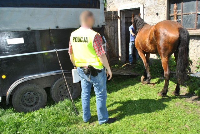 Wczoraj (21.05.2014r.) policjanci z Pruszcza wraz z pracownikami pogotowia dla zwierząt z Trzcianki weszli na teren jednej z posesji powiatu świeckiego, po tym jak otrzymali anonimową informację o rażąco zaniedbanych zwierzętach. 

49-letni właściciel posesji początkowo próbował utrudnić czynności funkcjonariuszom. 

Jednakże ich zdecydowane działanie oraz pouczenie o konsekwencjach prawnych dotyczących utrudniania czynności policjantom spowodowały, że zaniechał swojego postępowania.