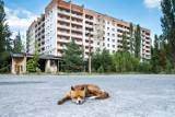 37 lat temu doszło do katastrofy w Czarnobylu. Tak poradziła sobie tutaj natura. Teren wokół reaktora stał się przystanią dla zwierząt