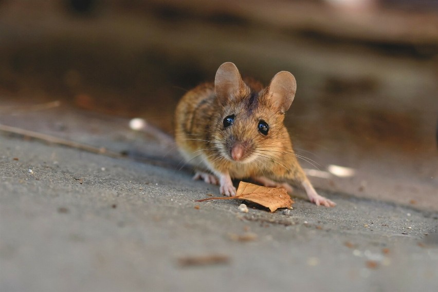 Myszy dołączyły do grona zwierząt, które potrafią rozpoznać...