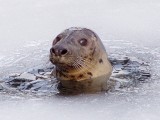 ZOO w Oliwie zamknięte z powodu trudnych warunków atmosferycznych [ZIMOWE ZDJĘCIA ZOO]