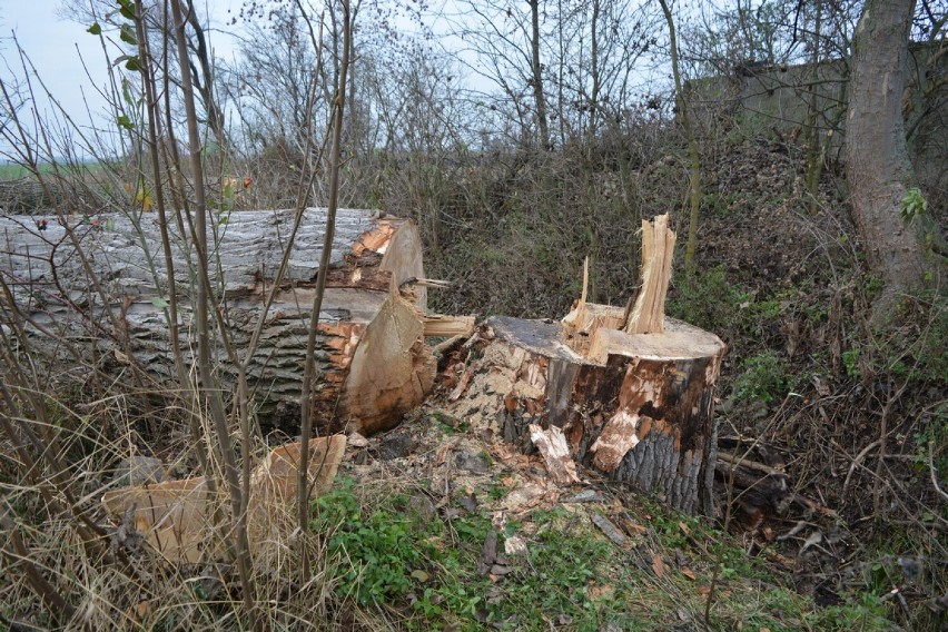 Wypadek na polu w gminie Radziejów. 58-latek przygnieciony upadającym pniem [zdjęcia]