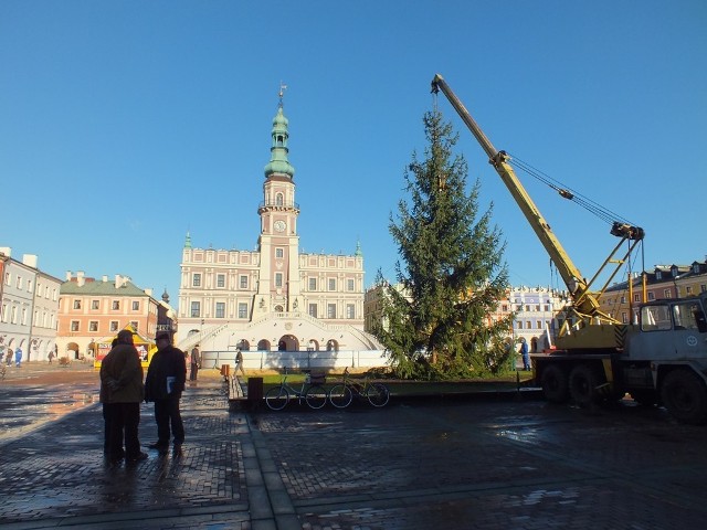 Choinka w Zamościu: na Rynku Wielkim stoi już drzewko