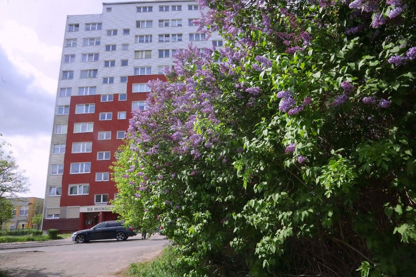 Kwitnie bez w Legnicy, zazwyczaj ma to miejsce w maju, zobaczcie zdjęcia