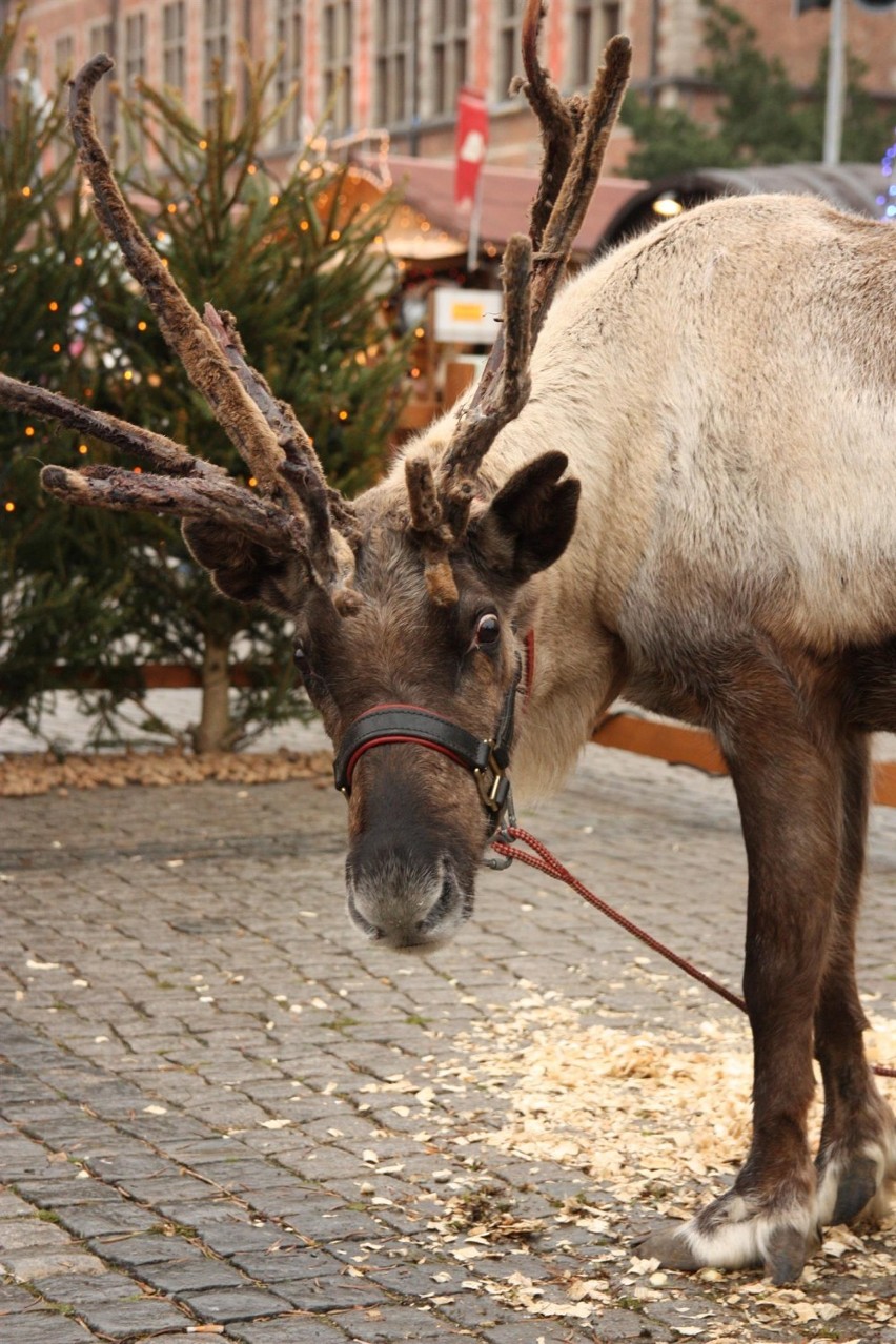 Rudolf i Kometka na Jarmarku Bożonarodzeniowym. Żywe renifery w zagrodzie św. Mikołaja [ZDJĘCIA]