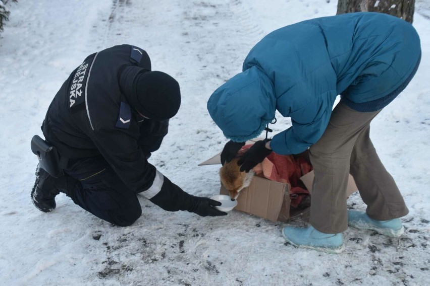 Mieszkańcy Szczawna - Zdroju pomogli uratować lisa