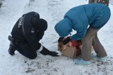 Mieszkańcy ratowali lisa koło Dworzyska w Szczawnie - Zdroju. Pomogła Straż Miejska, która zaopiekowała się rudzielcem ZDJĘCIA