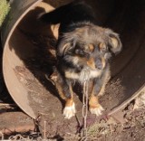 Gmina Prabuty: Kolejna interwencja OTOZ Animals Kwidzyn. Psy odebrane właścicielowi szukają domu [ZDJĘCIA]