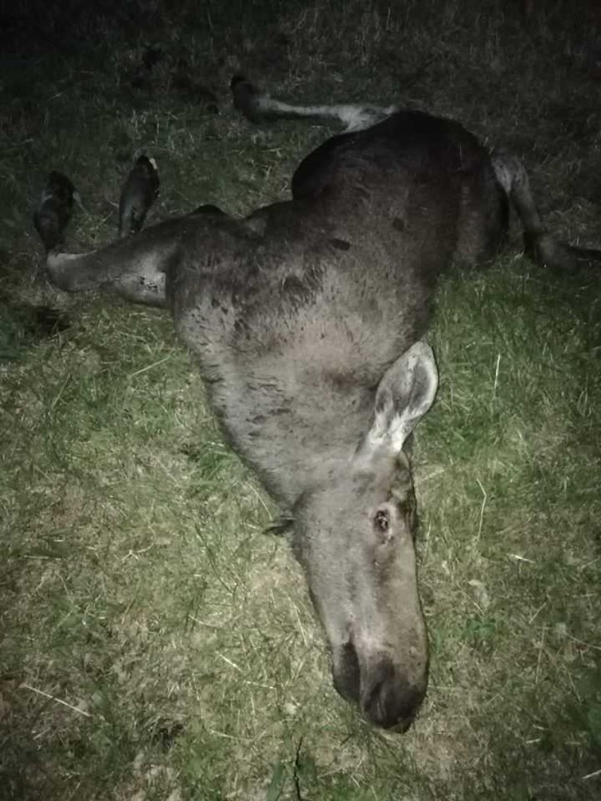 Strażacy uratowali łosia, wyciągając go z bagna siłą...