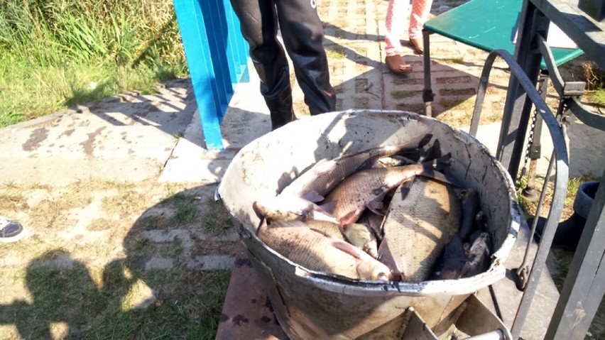 Odławiają ryby z zalewu w Stradomi Wierzchniej