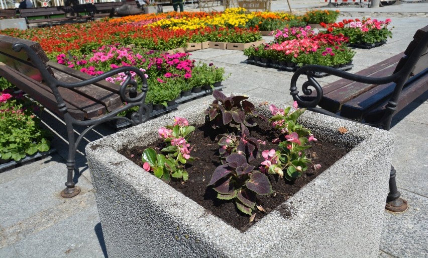 Chełm. Letnie kwiaty ozdobią ronda i skwery w mieście. Zobacz zdjęcia