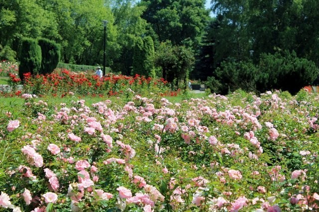 Rosarium w Parku Śląskim cieszy się ogromnym...