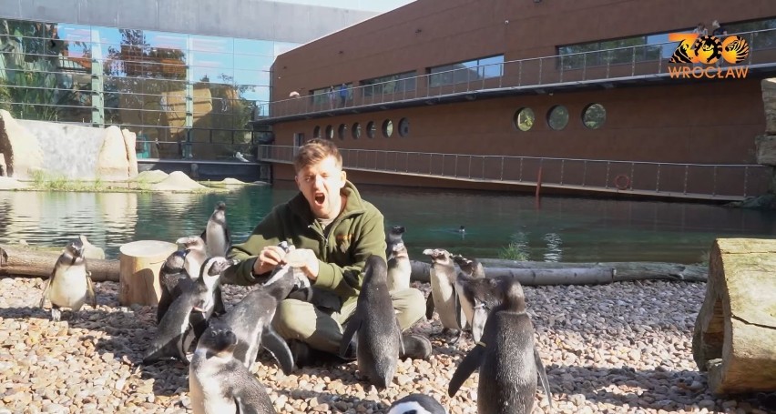 TEN FILM TO HIT! Pingwiny z wrocławskiego zoo są lepsze niż "Pingwiny z Madagaskaru". Ałaaaa