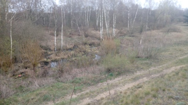 Lasy w Nadleśnictwie Brodnica proszą o deszcz