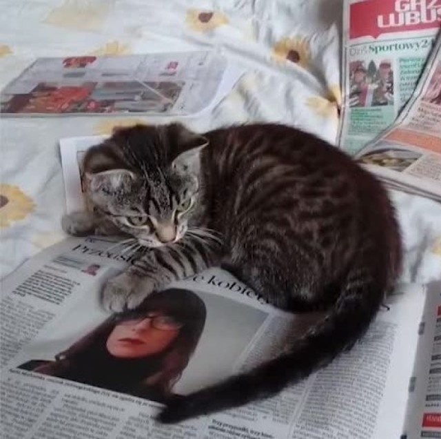 Kot czytający "Gazetę Lubuską"