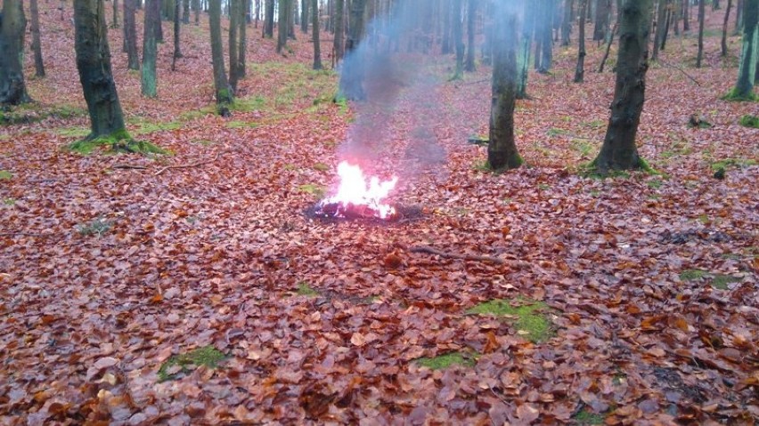 Wypalane kable w lesie w Wejherowie