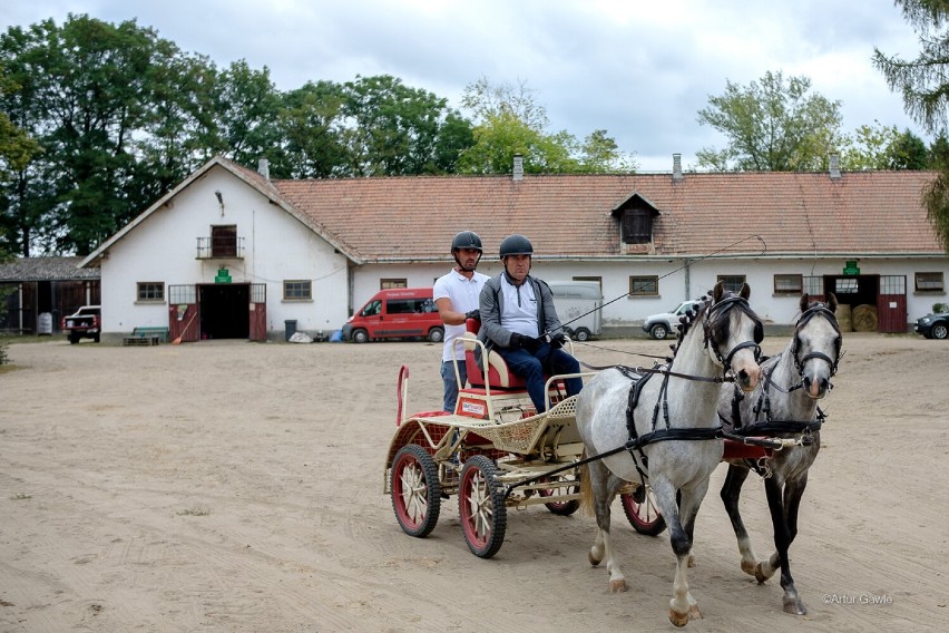 W Tarnowie trwają IX Małopolskie Mistrzostwa w Powożeniu Zaprzęgami Konnymi. Zawody odbywają się w stadninie koni w Klikowej. Mamy zdjęcia