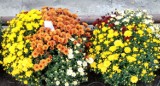 Chełm. Pracownicy MPGK zaniosą kwiaty na groby naszych bliskich. Wystarczy postawić kwiaty ma murze cmentarnym