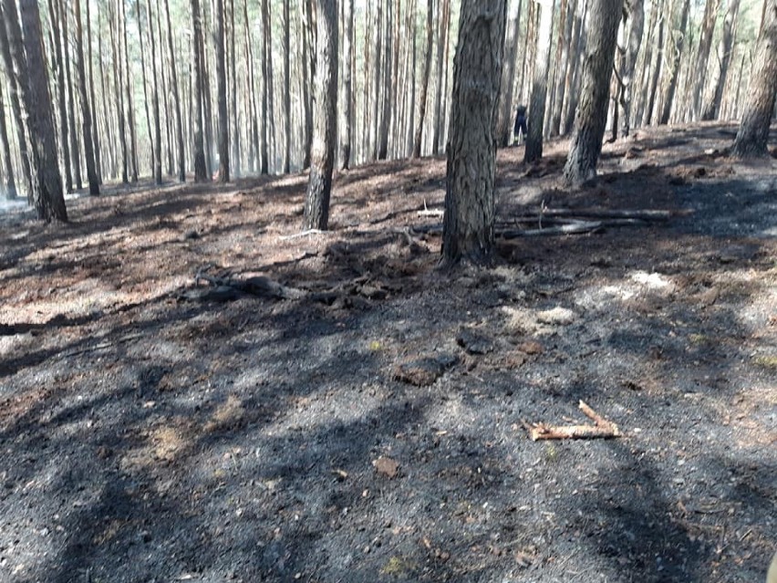 Płoną lasy w okolicach Wronek. Policja prosi o informacje. Czy to dzieło podpalacza? [ZDJĘCIA]