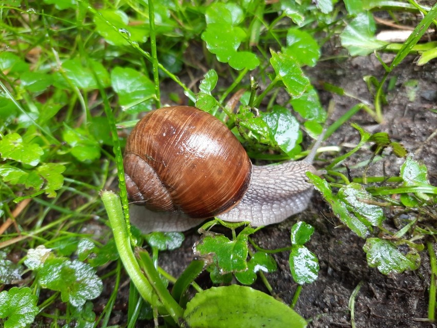 Prawdziwego spustoszenia w ogrodzie dokonują ślimaki bez...