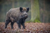 Dziki chodzą po Mysłowicach a mieszkańcy boją się o dzieci. Co zamierza zrobić miasto? 