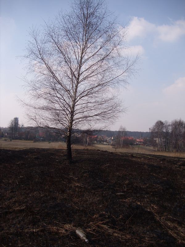 Pożary łąk w Jaworznie [ZDJĘCIA, WIDEO]. Straż Pożarna ma pełne ręce roboty