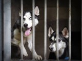 Dwa pieski husky znalezione w Szczecinie. Czekają na nowy dom